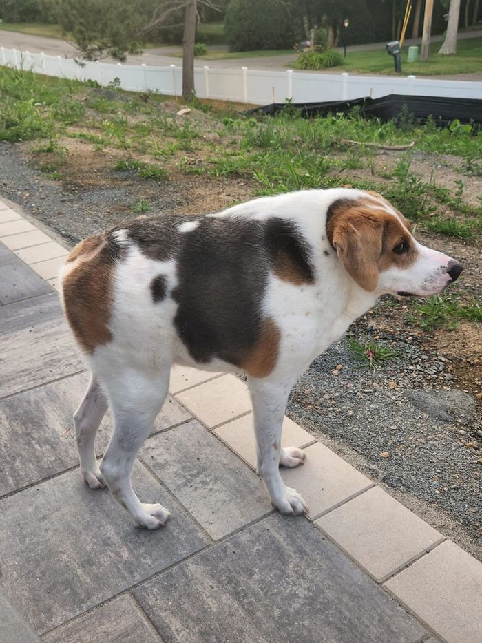 História inspiradora de Cooper, cachorro sem pescoço que encantou a internet 3