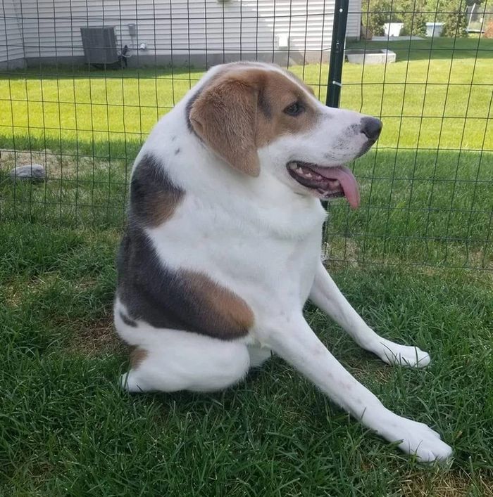 História inspiradora de Cooper, cachorro sem pescoço que encantou a internet 4