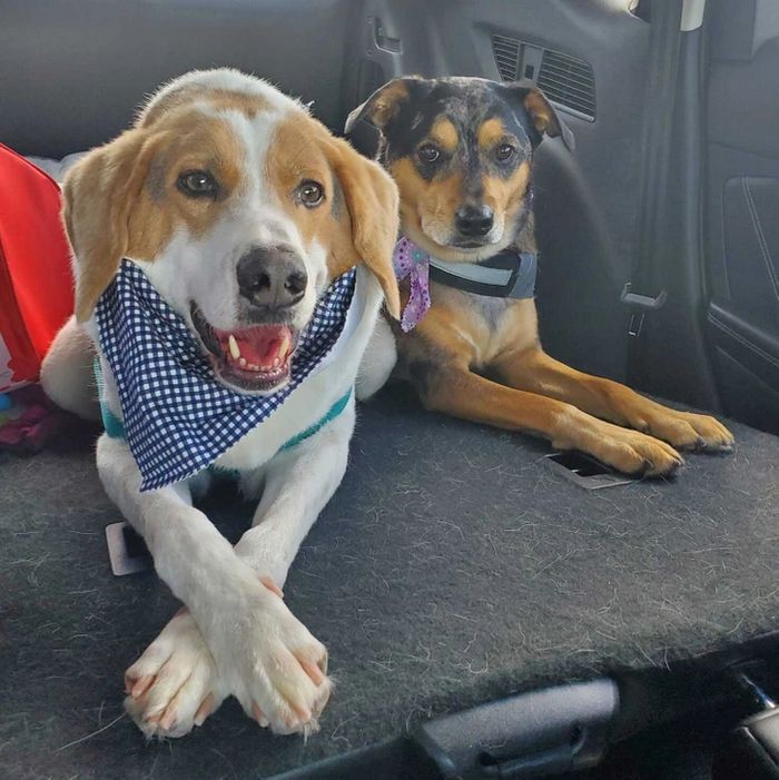 História inspiradora de Cooper, cachorro sem pescoço que encantou a internet 5