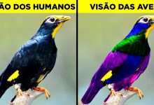 Como diferentes animais veem o mundo 8