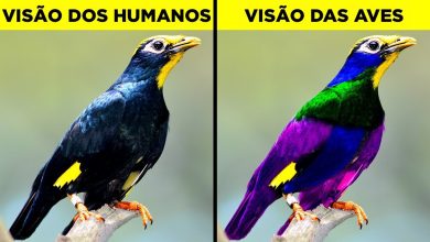 Como diferentes animais veem o mundo 5