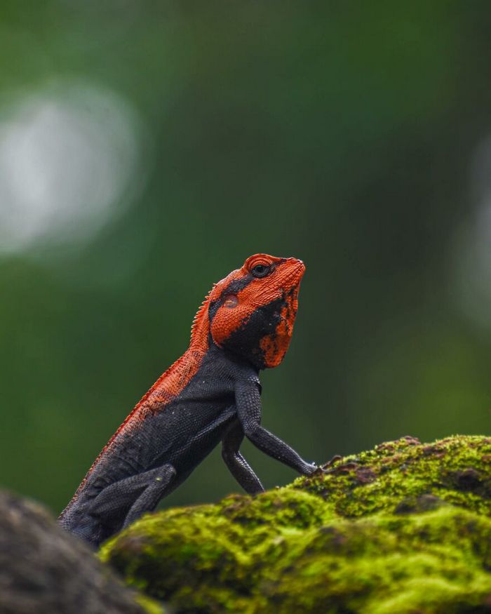 Ayush Singh: O fotógrafo que captura a essência da vida selvagem (32 fotos) 3