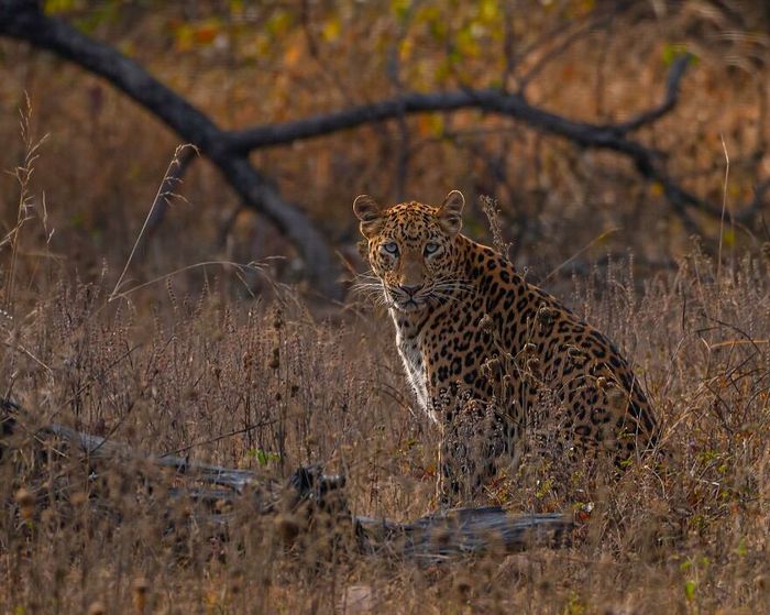 Ayush Singh: O fotógrafo que captura a essência da vida selvagem (32 fotos) 10