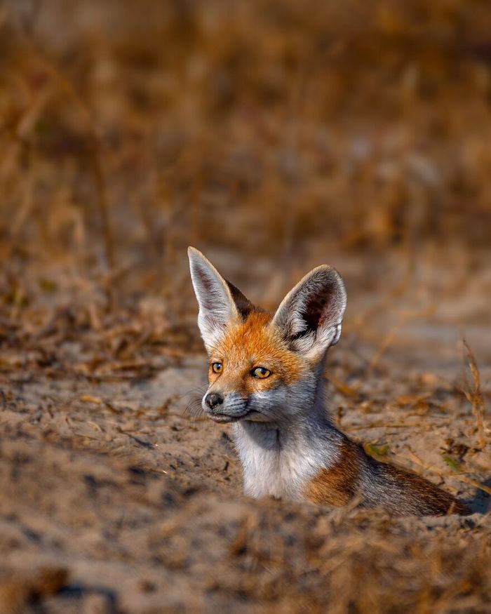 Ayush Singh: O fotógrafo que captura a essência da vida selvagem (32 fotos) 11