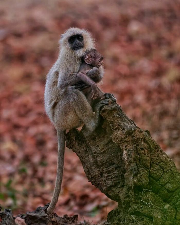 Ayush Singh: O fotógrafo que captura a essência da vida selvagem (32 fotos) 13