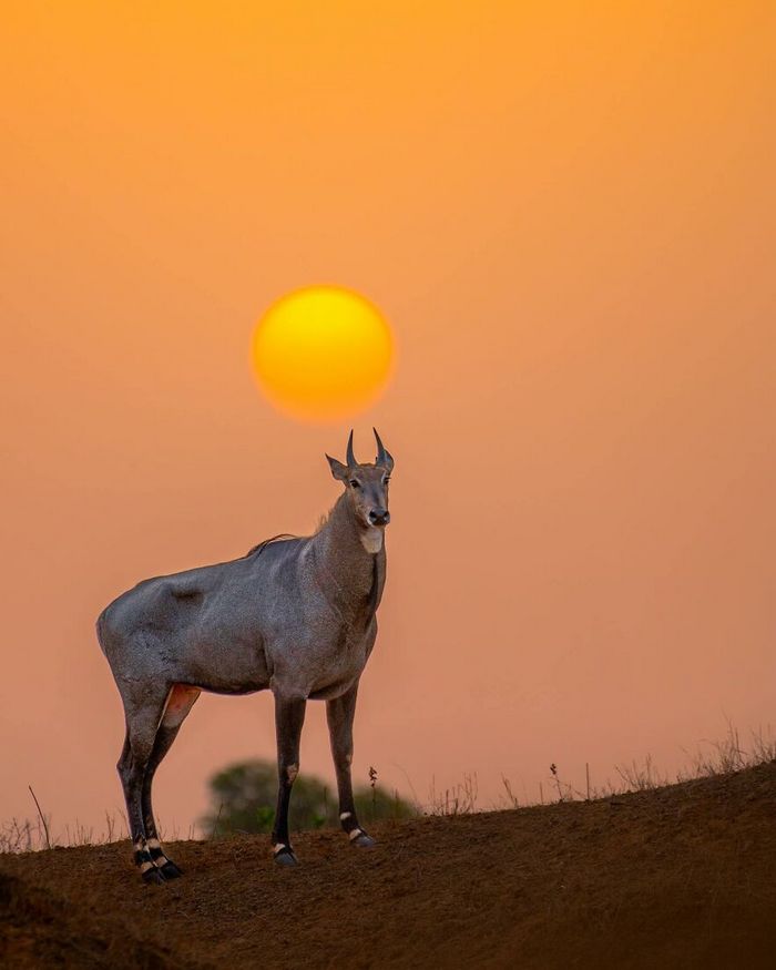 Ayush Singh: O fotógrafo que captura a essência da vida selvagem (32 fotos) 15