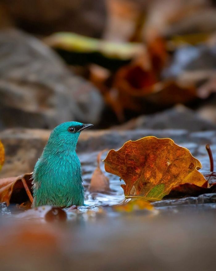 Ayush Singh: O fotógrafo que captura a essência da vida selvagem (32 fotos) 18