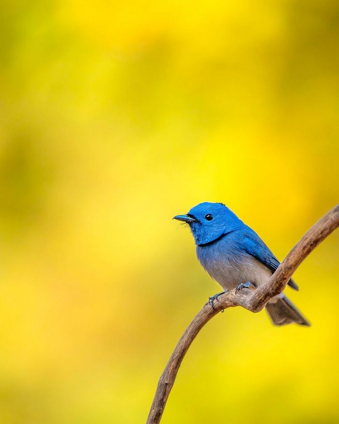 Ayush Singh: O fotógrafo que captura a essência da vida selvagem (32 fotos) 20