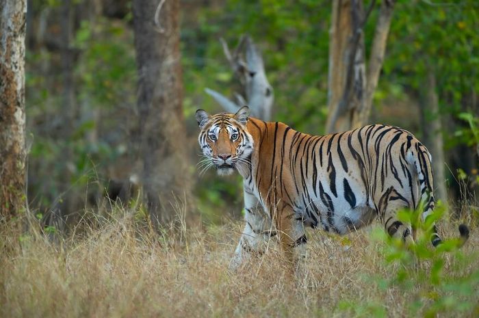 Ayush Singh: O fotógrafo que captura a essência da vida selvagem (32 fotos) 22