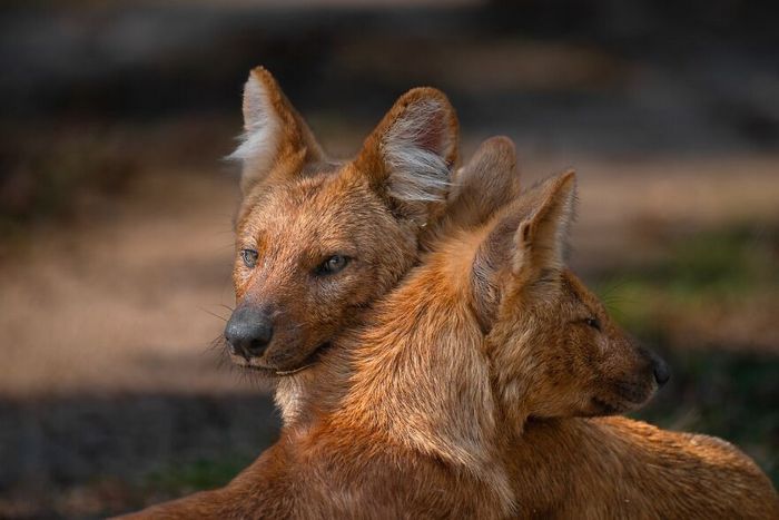 Ayush Singh: O fotógrafo que captura a essência da vida selvagem (32 fotos) 23