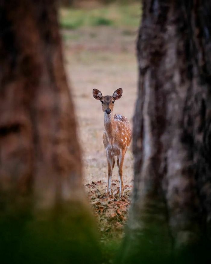 Ayush Singh: O fotógrafo que captura a essência da vida selvagem (32 fotos) 24