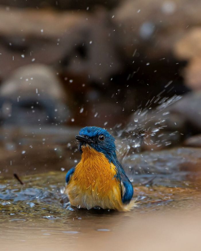 Ayush Singh: O fotógrafo que captura a essência da vida selvagem (32 fotos) 30