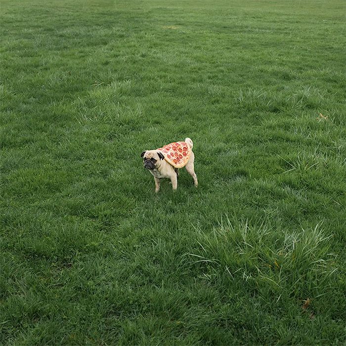 Homem lança pizzas na natureza e chama de arte. Isso é arte? 3