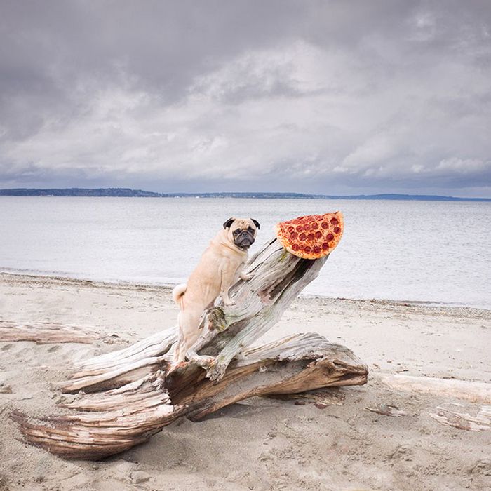 Homem lança pizzas na natureza e chama de arte. Isso é arte? 7