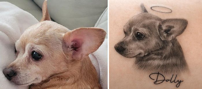 Tatuagens de Pets: A arte de Ria Kim e as histórias emocionantes por trás delas 12