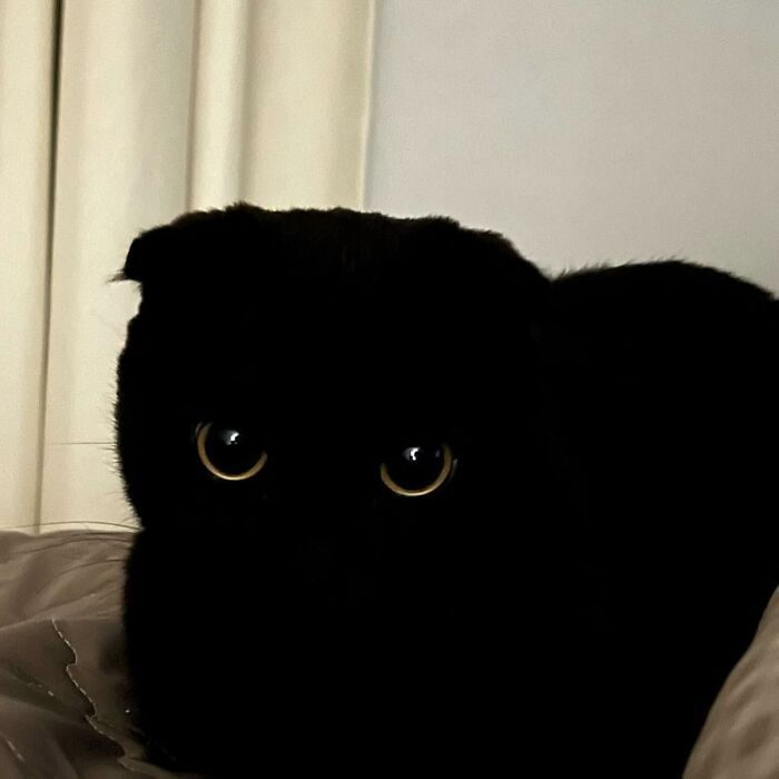 Conheça MeonJi: O gato preto que está conquistando corações pelo mundo 2