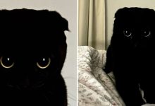 Conheça MeonJi: O gato preto que está conquistando corações pelo mundo 9