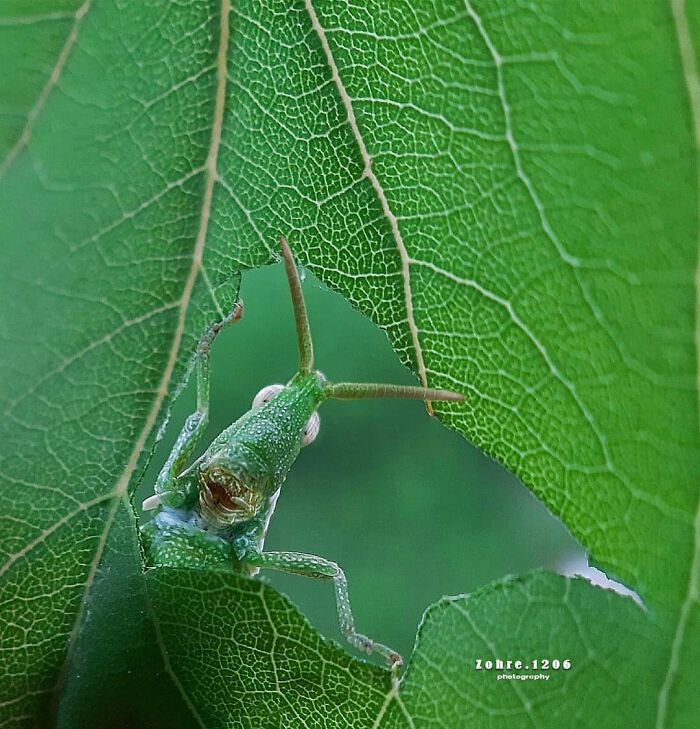 Explorando o mundo dos invisíveis: A magia da fotografia macro de Zohre Janati (35 fotos) 2