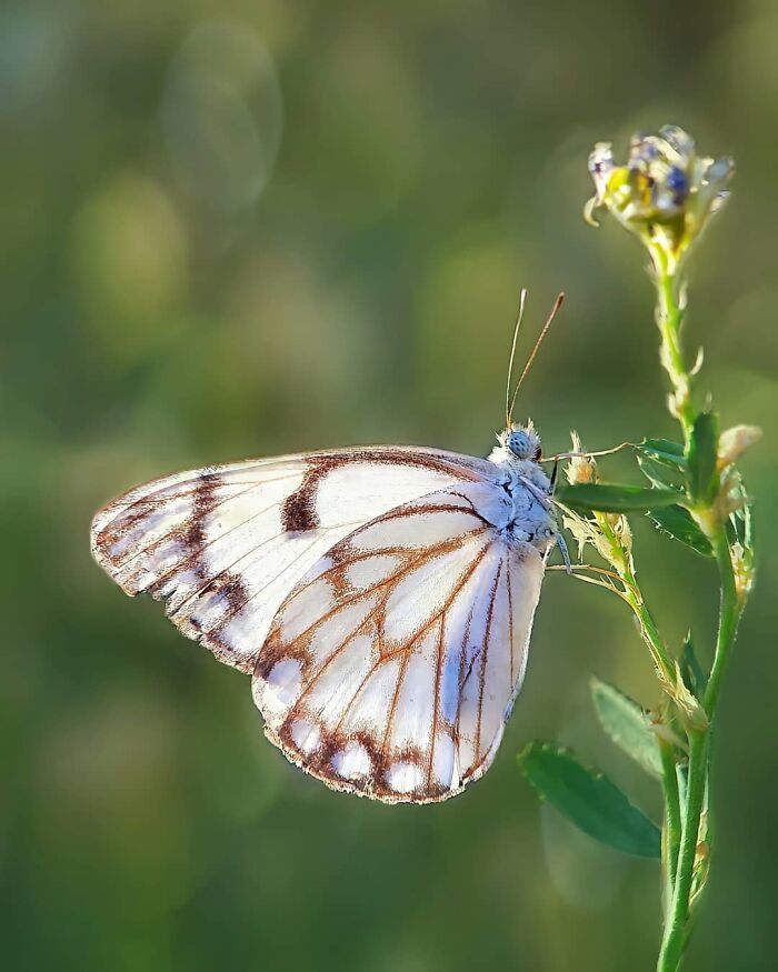 Explorando o mundo dos invisíveis: A magia da fotografia macro de Zohre Janati (35 fotos) 4