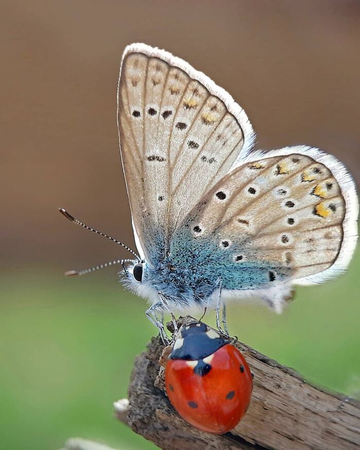 Explorando o mundo dos invisíveis: A magia da fotografia macro de Zohre Janati (35 fotos) 5