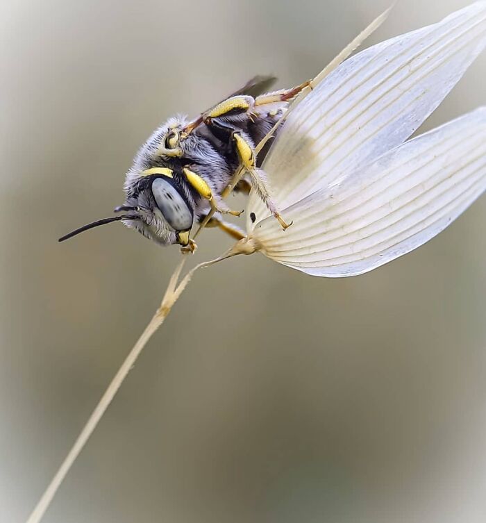 Explorando o mundo dos invisíveis: A magia da fotografia macro de Zohre Janati (35 fotos) 6