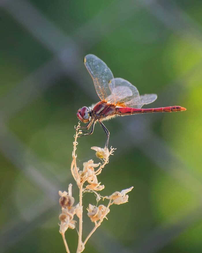 Explorando o mundo dos invisíveis: A magia da fotografia macro de Zohre Janati (35 fotos) 7