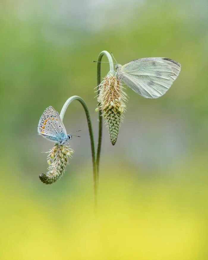 Explorando o mundo dos invisíveis: A magia da fotografia macro de Zohre Janati (35 fotos) 8