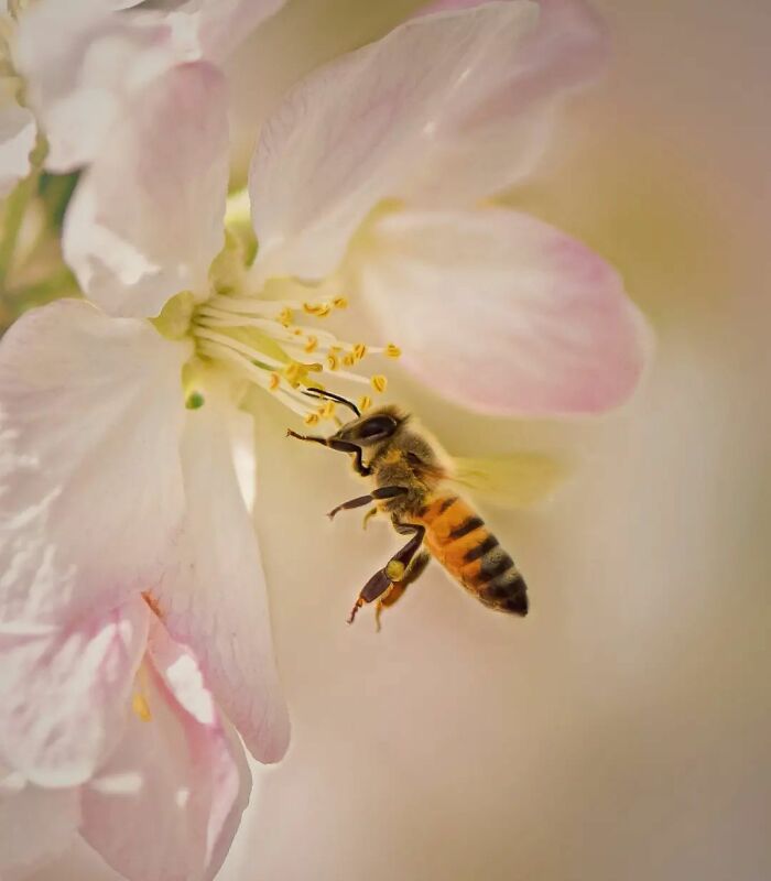 Explorando o mundo dos invisíveis: A magia da fotografia macro de Zohre Janati (35 fotos) 9