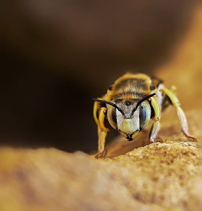 Explorando o mundo dos invisíveis: A magia da fotografia macro de Zohre Janati (35 fotos) 11