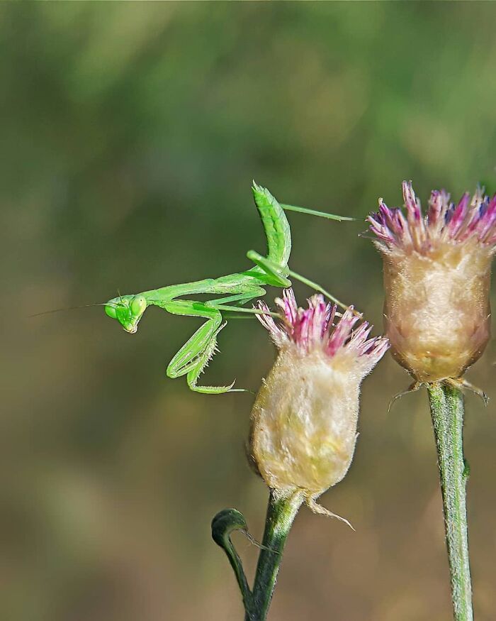 Explorando o mundo dos invisíveis: A magia da fotografia macro de Zohre Janati (35 fotos) 12