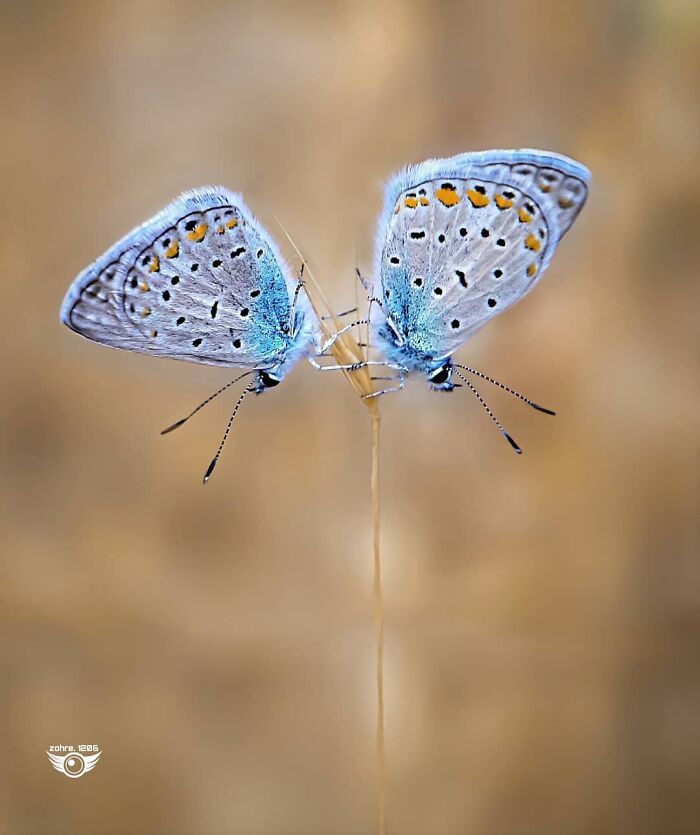 Explorando o mundo dos invisíveis: A magia da fotografia macro de Zohre Janati (35 fotos) 13