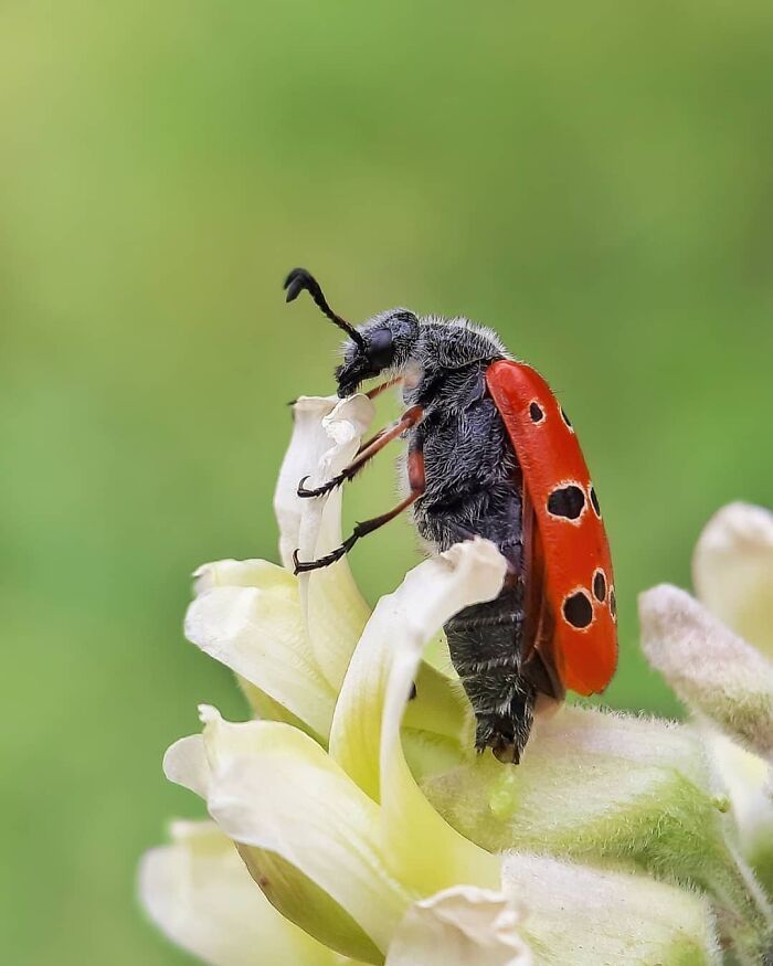 Explorando o mundo dos invisíveis: A magia da fotografia macro de Zohre Janati (35 fotos) 14