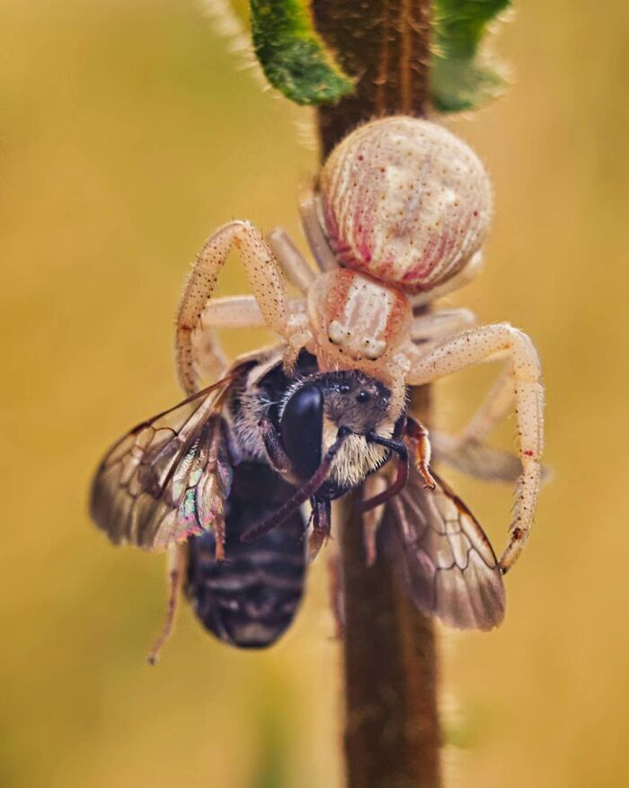 Explorando o mundo dos invisíveis: A magia da fotografia macro de Zohre Janati (35 fotos) 15