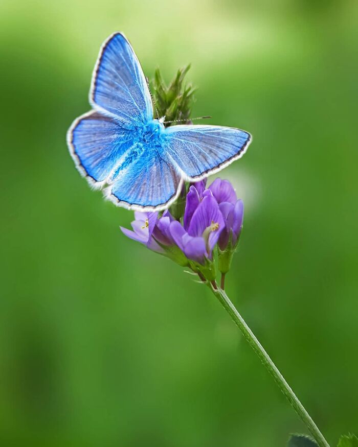 Explorando o mundo dos invisíveis: A magia da fotografia macro de Zohre Janati (35 fotos) 16