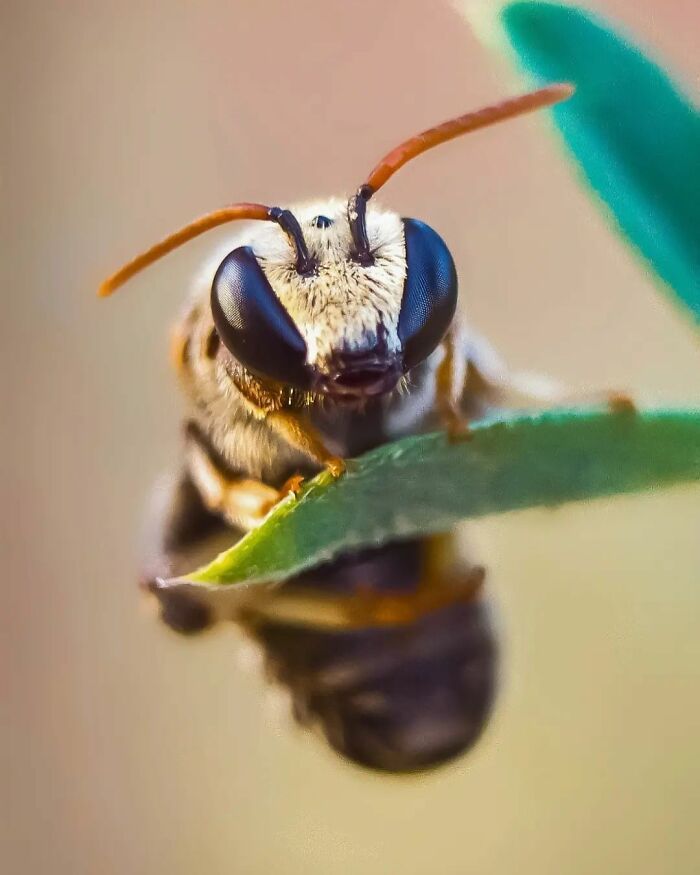 Explorando o mundo dos invisíveis: A magia da fotografia macro de Zohre Janati (35 fotos) 17