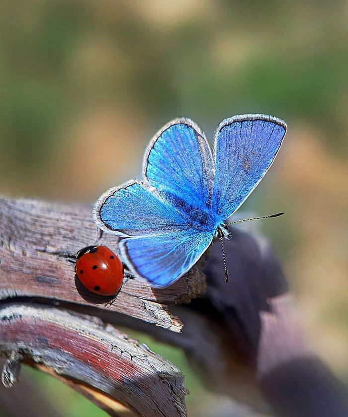 Explorando o mundo dos invisíveis: A magia da fotografia macro de Zohre Janati (35 fotos) 18