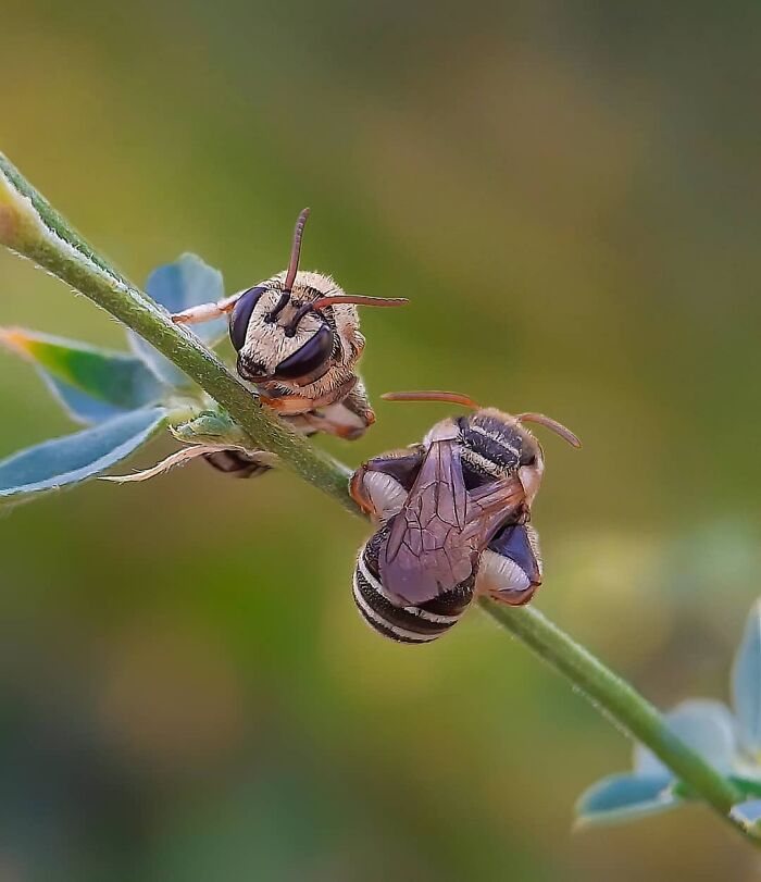 Explorando o mundo dos invisíveis: A magia da fotografia macro de Zohre Janati (35 fotos) 19