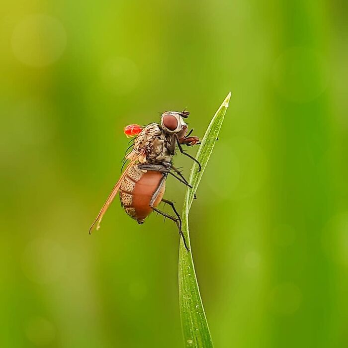 Explorando o mundo dos invisíveis: A magia da fotografia macro de Zohre Janati (35 fotos) 20