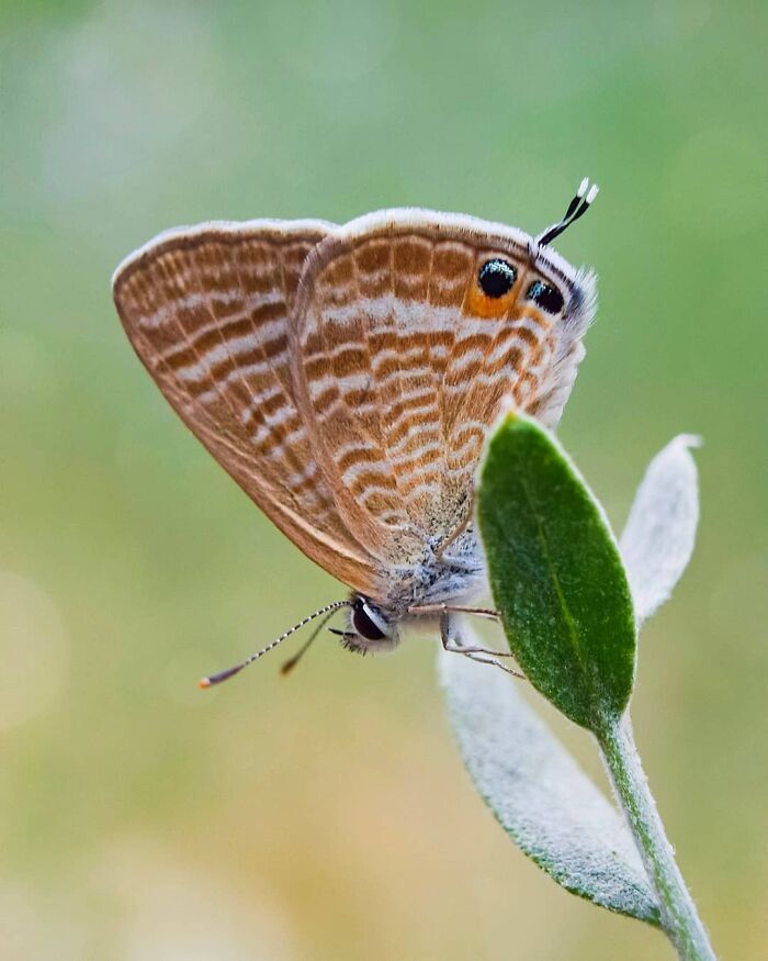 Explorando o mundo dos invisíveis: A magia da fotografia macro de Zohre Janati (35 fotos) 22