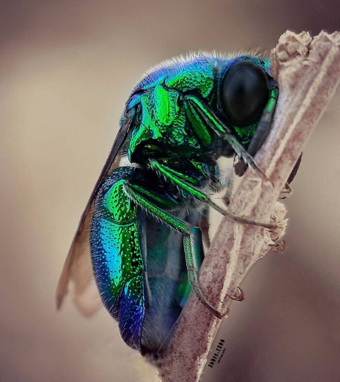 Explorando o mundo dos invisíveis: A magia da fotografia macro de Zohre Janati (35 fotos) 23