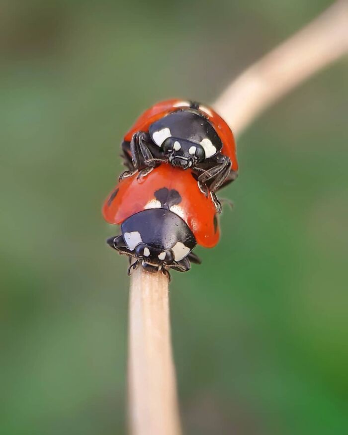 Explorando o mundo dos invisíveis: A magia da fotografia macro de Zohre Janati (35 fotos) 24