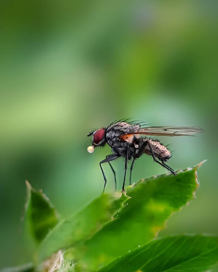 Explorando o mundo dos invisíveis: A magia da fotografia macro de Zohre Janati (35 fotos) 26