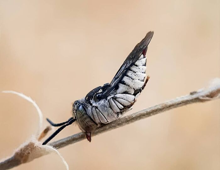 Explorando o mundo dos invisíveis: A magia da fotografia macro de Zohre Janati (35 fotos) 27