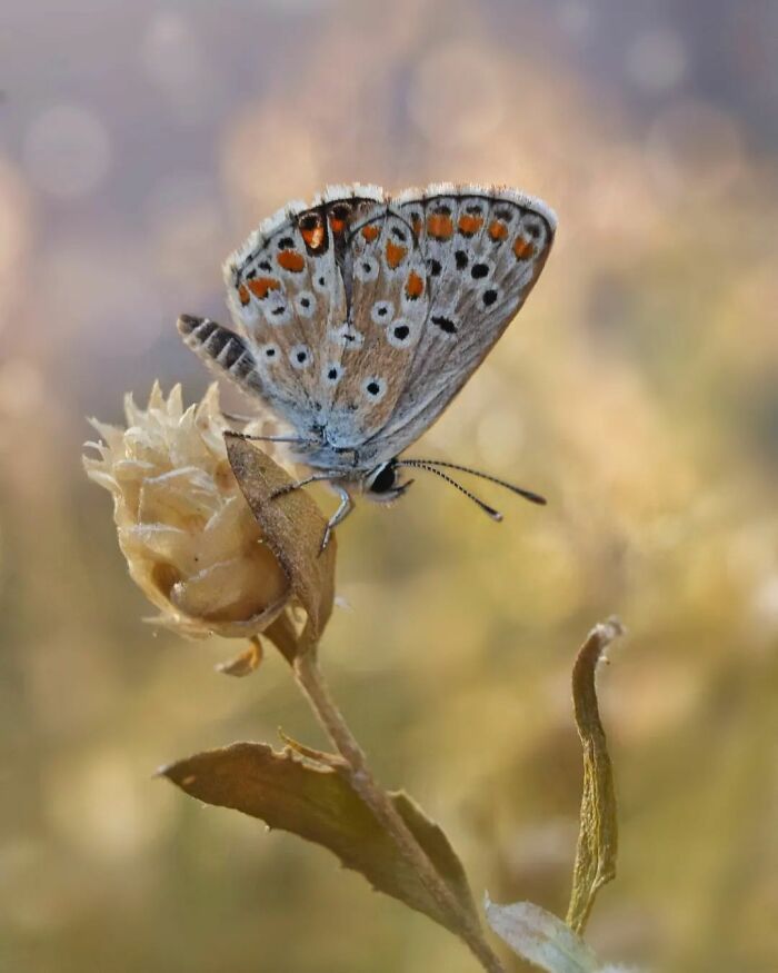 Explorando o mundo dos invisíveis: A magia da fotografia macro de Zohre Janati (35 fotos) 28