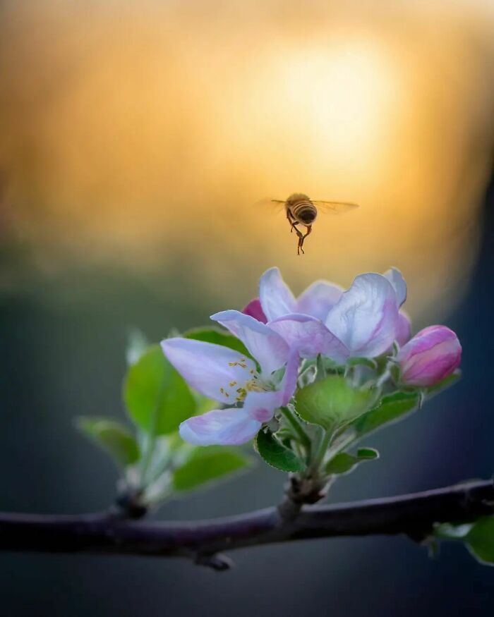 Explorando o mundo dos invisíveis: A magia da fotografia macro de Zohre Janati (35 fotos) 30