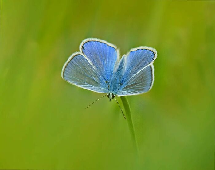 Explorando o mundo dos invisíveis: A magia da fotografia macro de Zohre Janati (35 fotos) 31