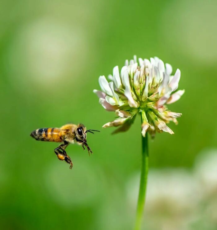 Explorando o mundo dos invisíveis: A magia da fotografia macro de Zohre Janati (35 fotos) 32