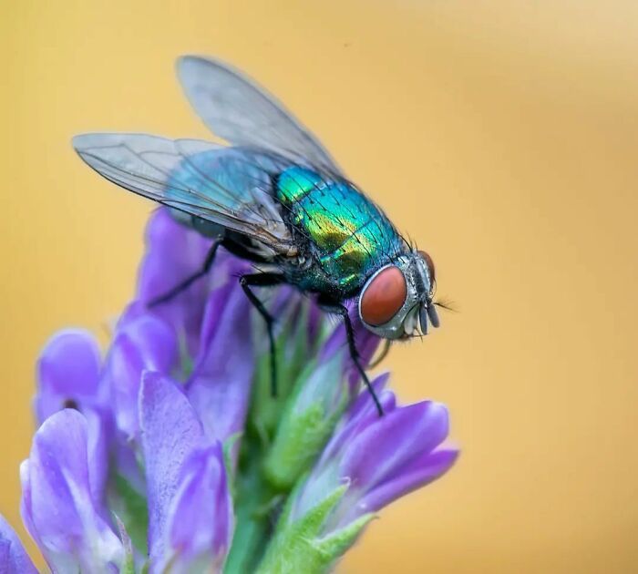 Explorando o mundo dos invisíveis: A magia da fotografia macro de Zohre Janati (35 fotos) 33