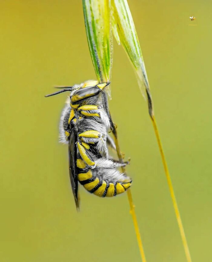 Explorando o mundo dos invisíveis: A magia da fotografia macro de Zohre Janati (35 fotos) 34