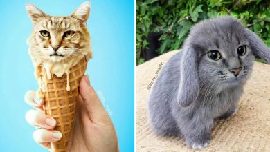 Você vai rir alto: Como uma artista colocou gatos onde menos esperávamos! (36 fotos) 8